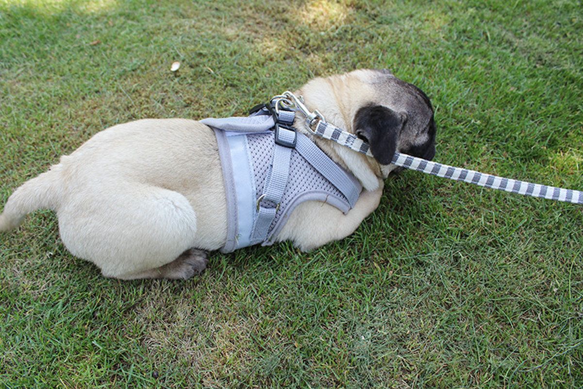 Pet Universal Harness with Leash Set Escape Proof Dog and Cat Harnesses Adjustable Reflective Soft Mesh Corduroy - Dog Time Outlet