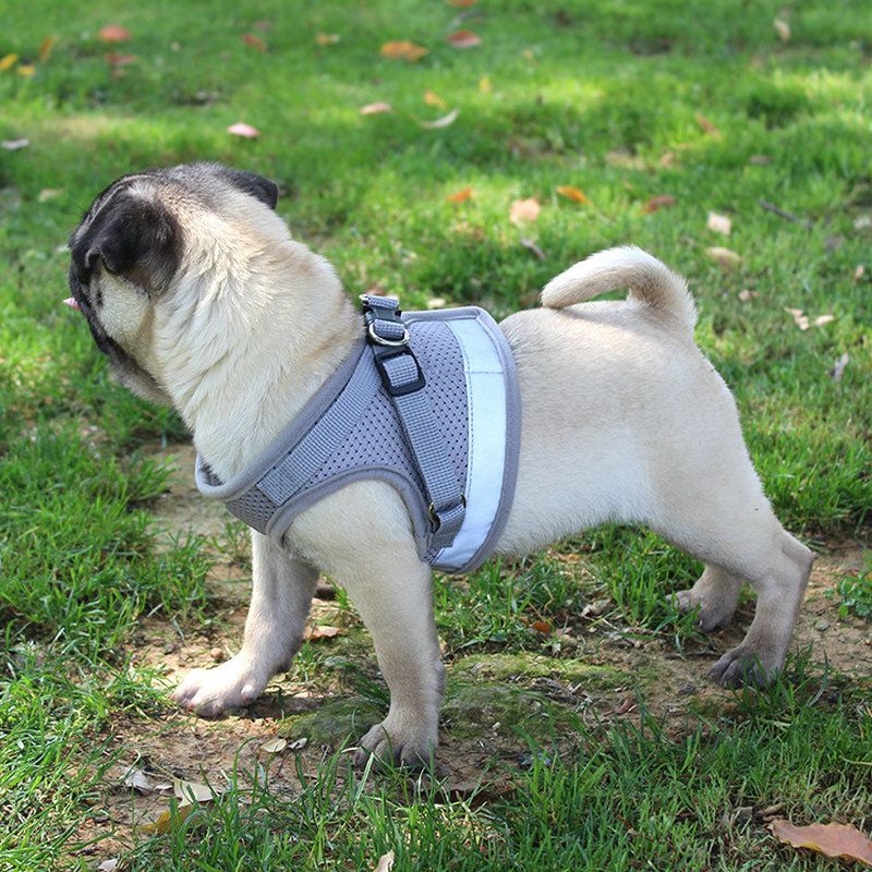 Pet Universal Harness with Leash Set Escape Proof Dog and Cat Harnesses Adjustable Reflective Soft Mesh Corduroy - Dog Time Outlet