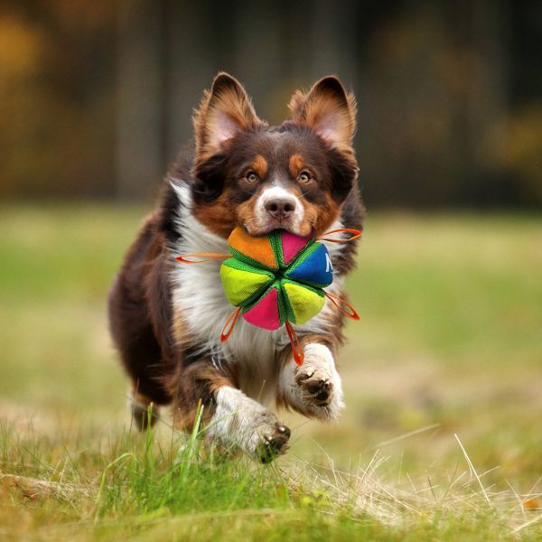 Wedge Ball Dog Toy - Dog Time Outlet