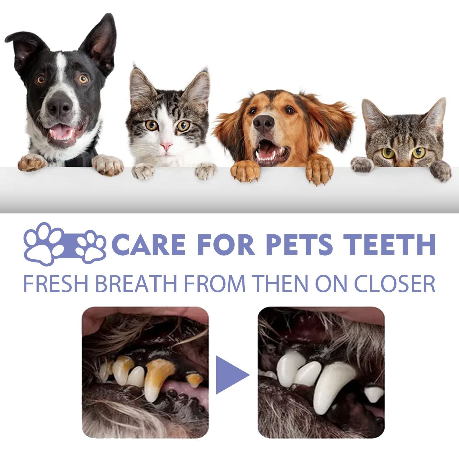 Yegbong Tooth Cleaning Spray For Cats And Dogs, Tooth Stains Fresh Breath Pets Oral Care Spray - Dog Time Outlet
